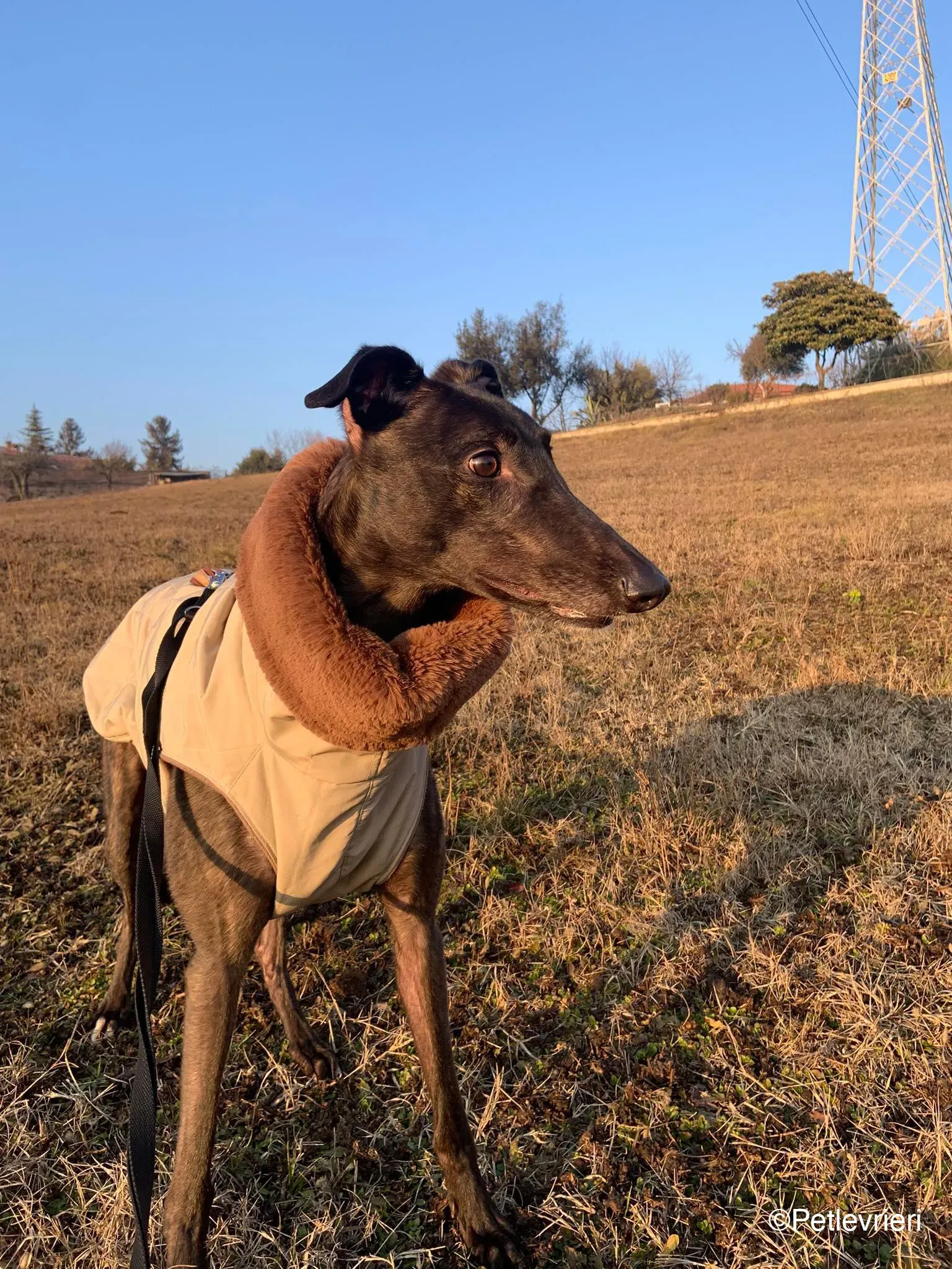 Toby adozione levrieri greyhound dog fosterhome 4 1