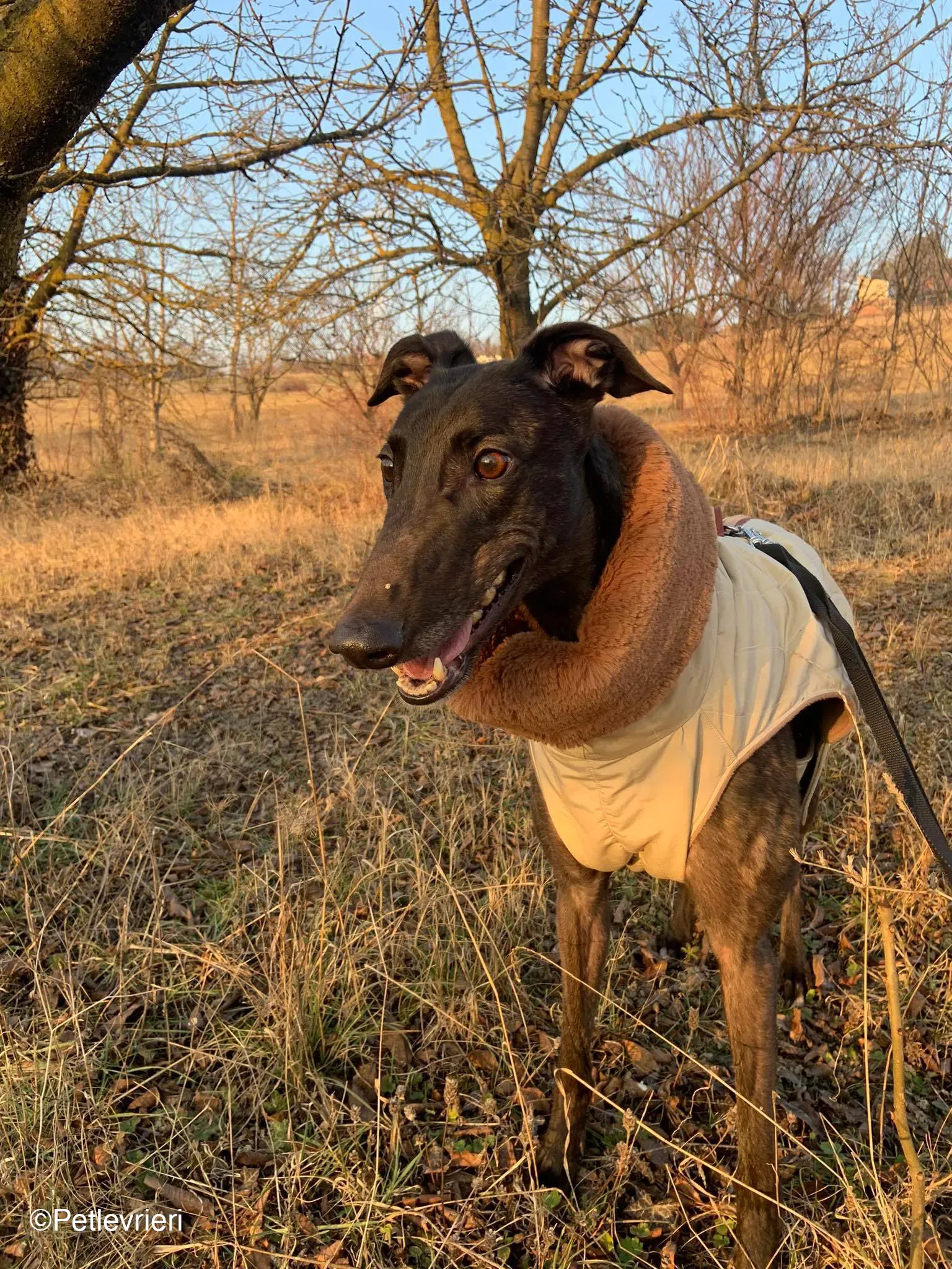 Toby adozione levrieri greyhound dog fosterhome 6 1
