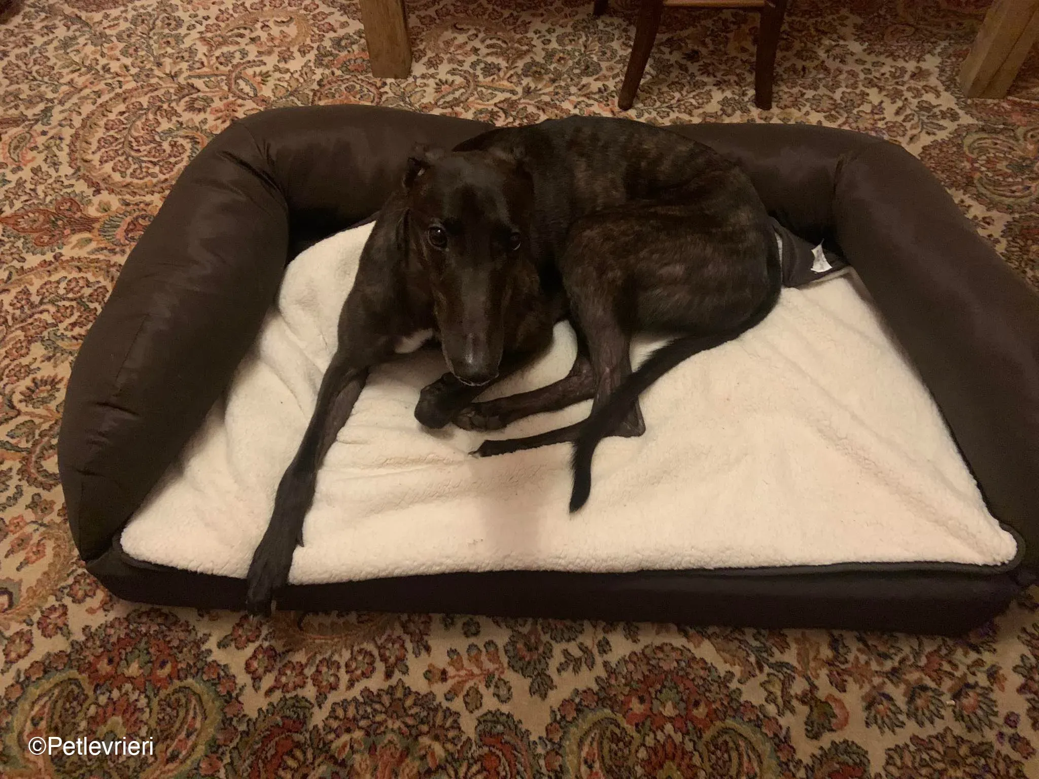 Toby adozione levrieri greyhound dog fosterhome 7 1