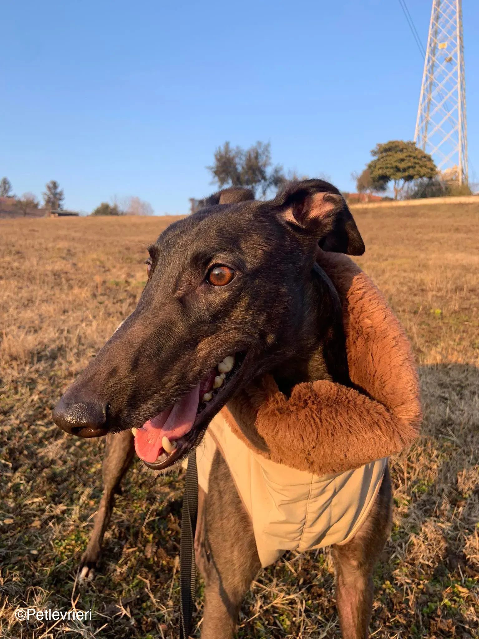 Toby adozione levrieri greyhound dog fosterhome 8 1