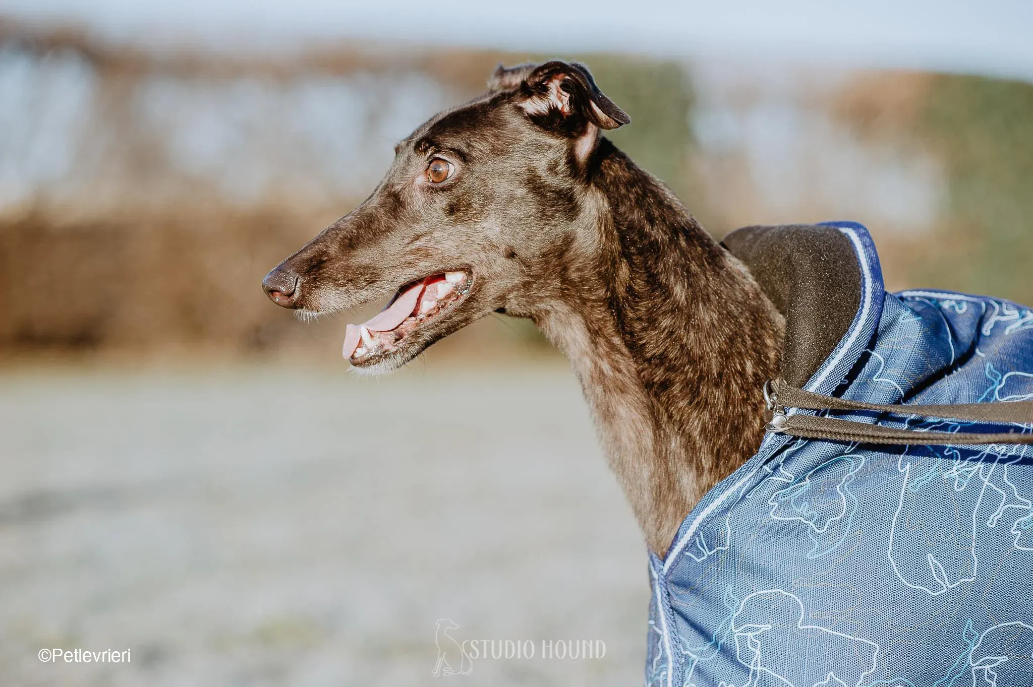 Toby adozione levrieri greyhound fosterhome dog 1 1