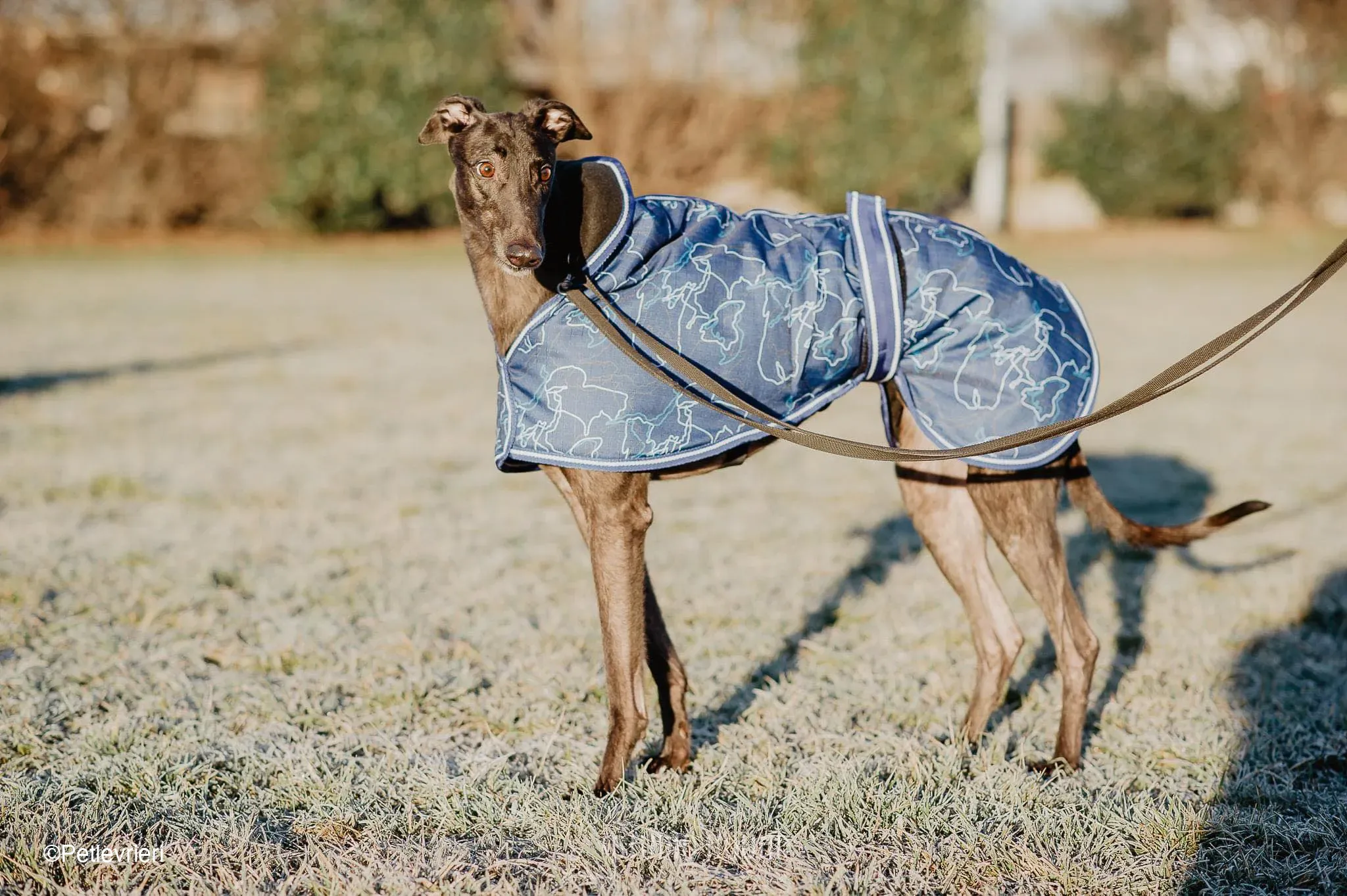 Toby adozione levrieri greyhound fosterhome dog 2 1