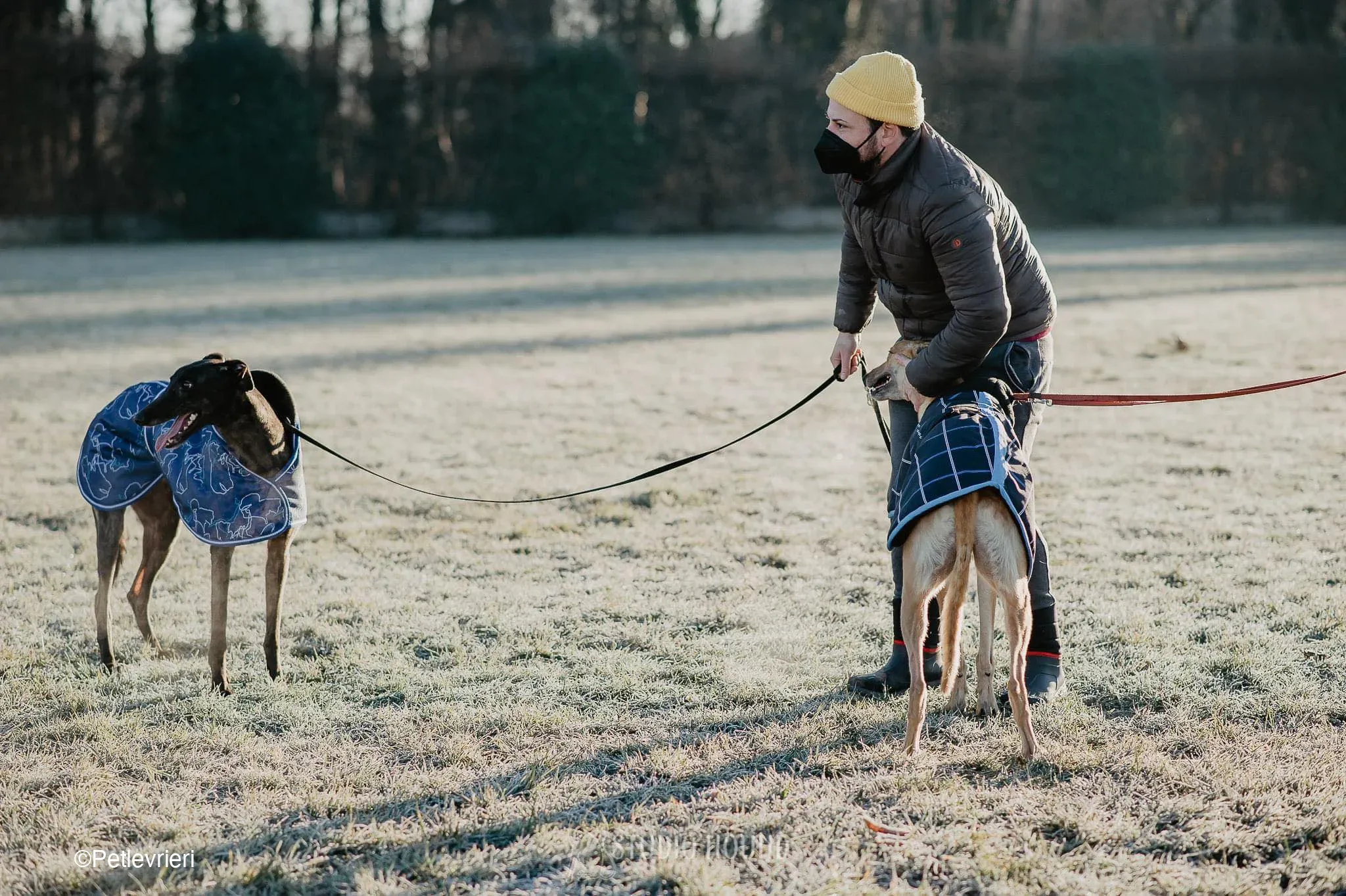 Toby adozione levrieri greyhound fosterhome dog 3 1