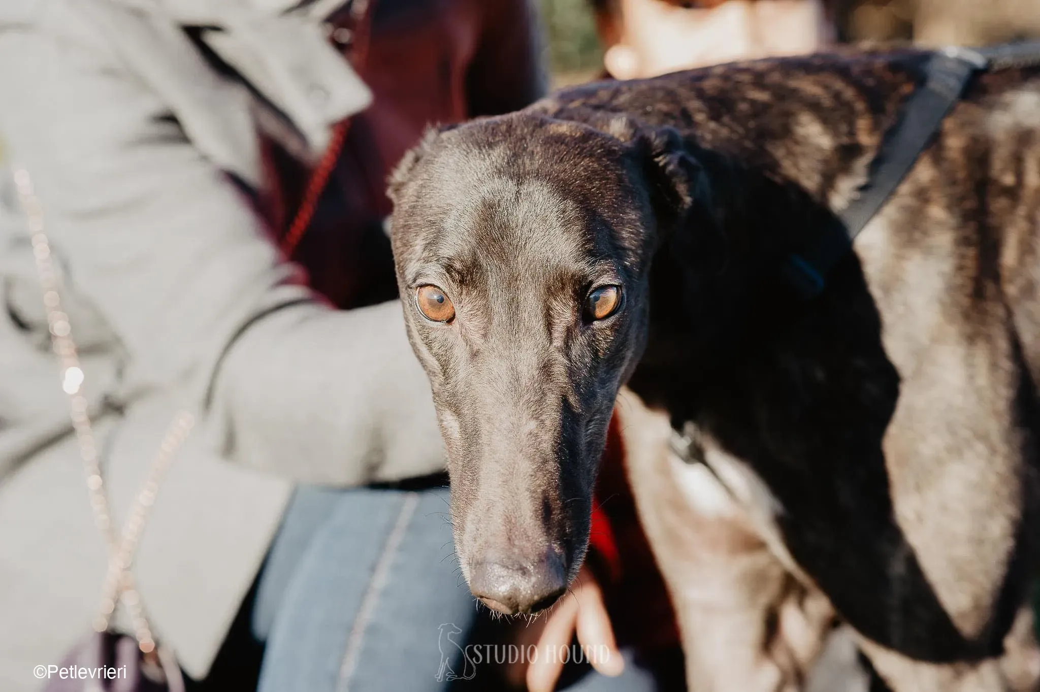 Toby adozione levrieri greyhound fosterhome dog 4 1