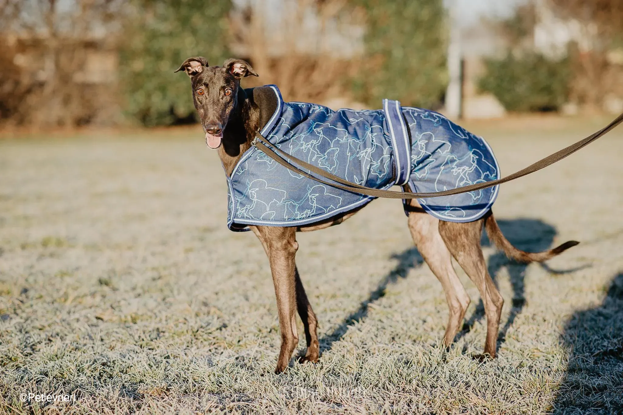 Toby adozione levrieri greyhound fosterhome dog 5 1