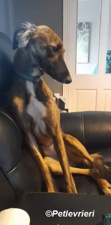 Toff adozione levrieri greyhound 1