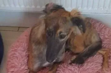 Toff adozione levrieri greyhound 2 e1646727084217