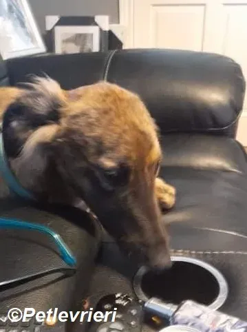 Toff adozione levrieri greyhound 3