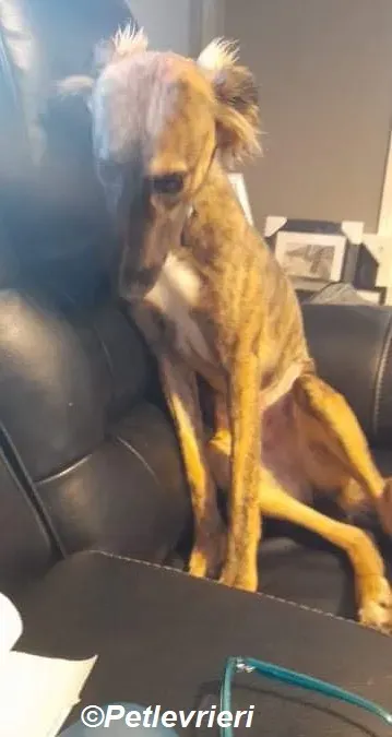 Toff adozione levrieri greyhound 4