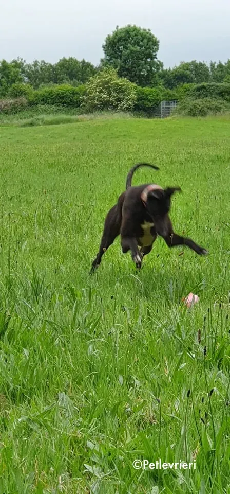 Tolkien adozione levrieri greyhound 1