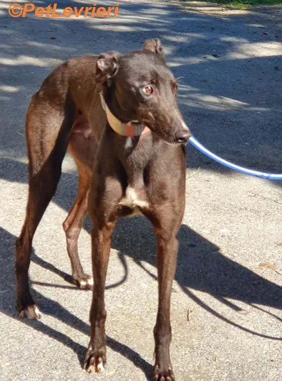 Tolkien adozione levrieri greyhound 10