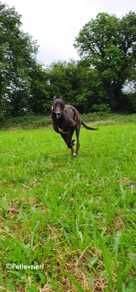 Tolkien adozione levrieri greyhound 3