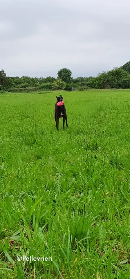 Tolkien adozione levrieri greyhound 5