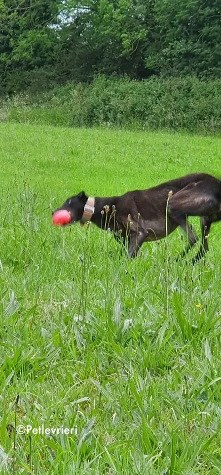 Tolkien adozione levrieri greyhound 6