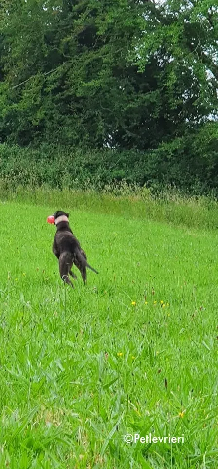 Tolkien adozione levrieri greyhound 7