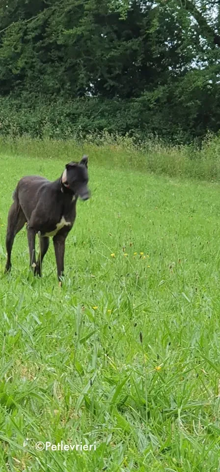 Tolkien adozione levrieri greyhound 8