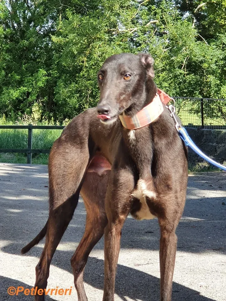 Tolkien adozione levrieri greyhound 9