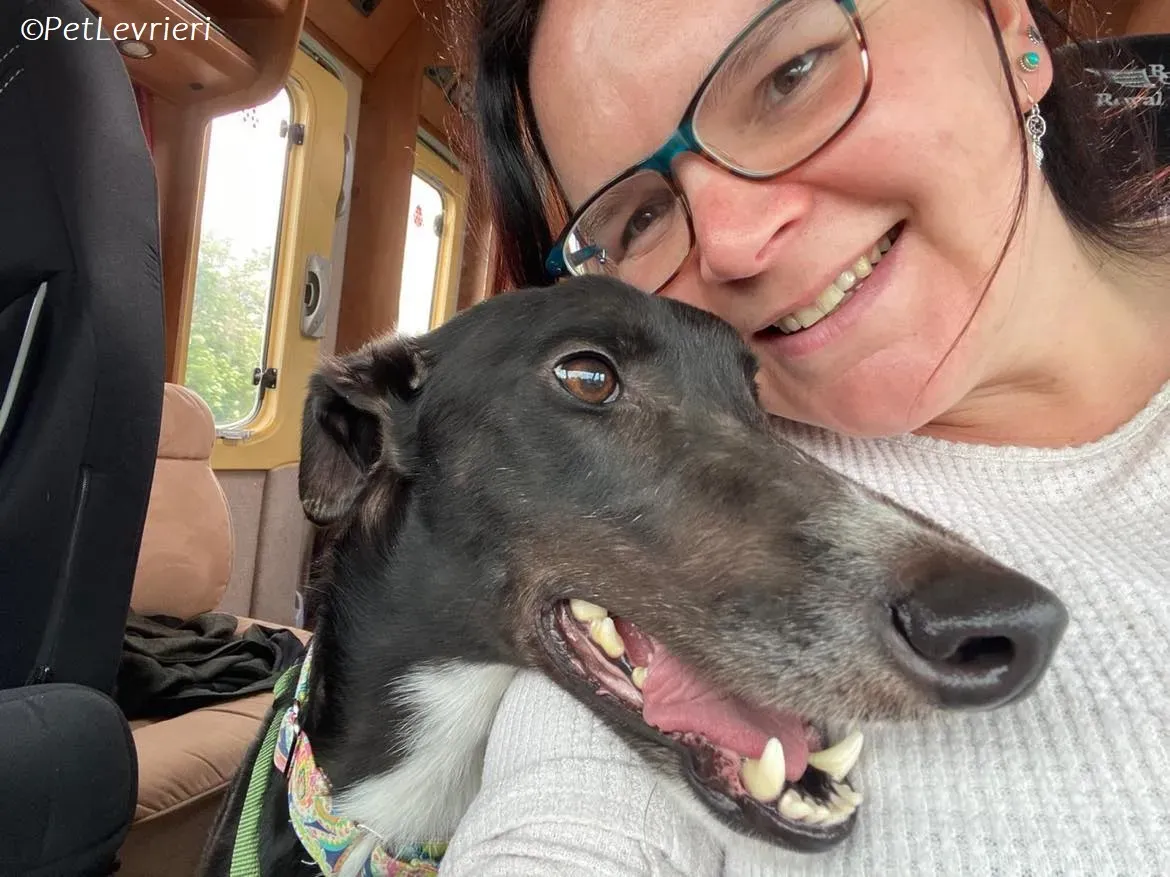 Tolstoy adozione levrieri greyhound 1