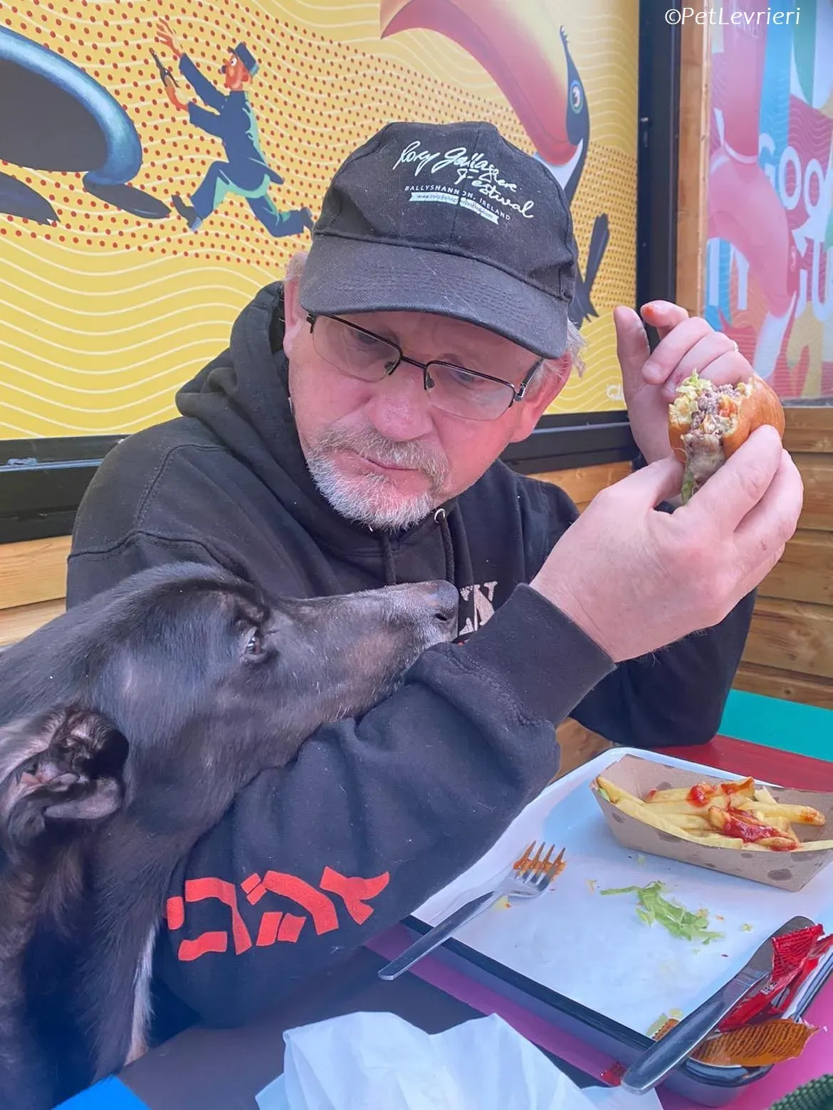 Tolstoy adozione levrieri greyhound 10