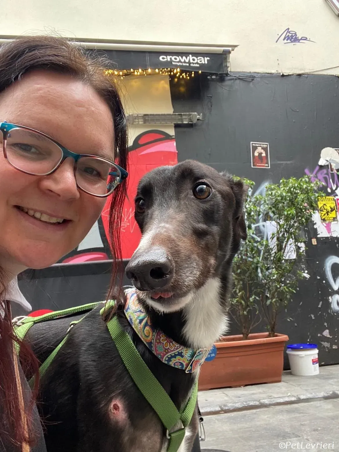 Tolstoy adozione levrieri greyhound 11