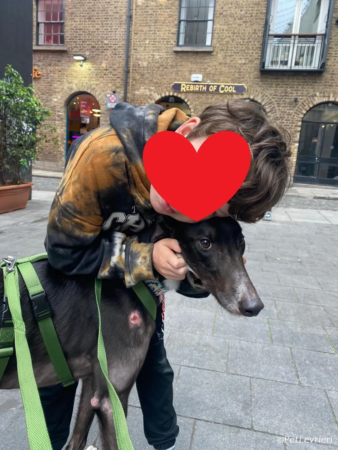 Tolstoy adozione levrieri greyhound 12