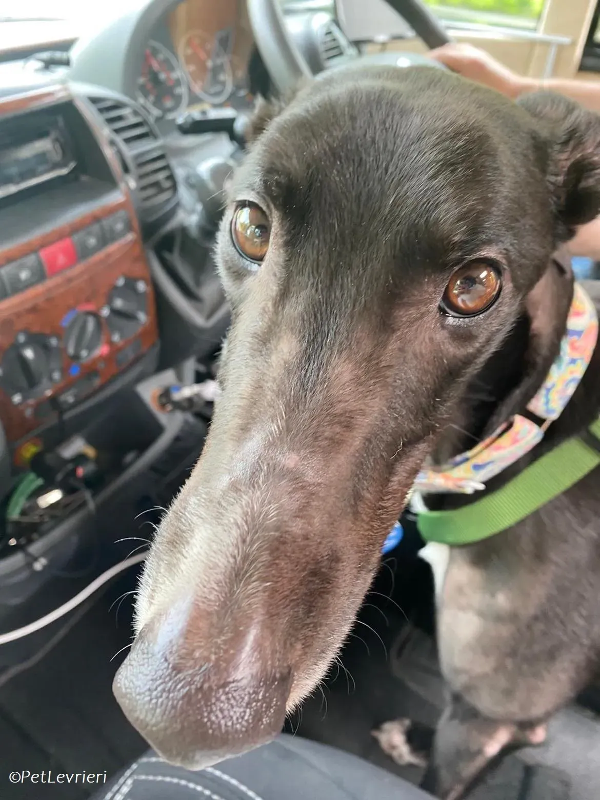 Tolstoy adozione levrieri greyhound 2