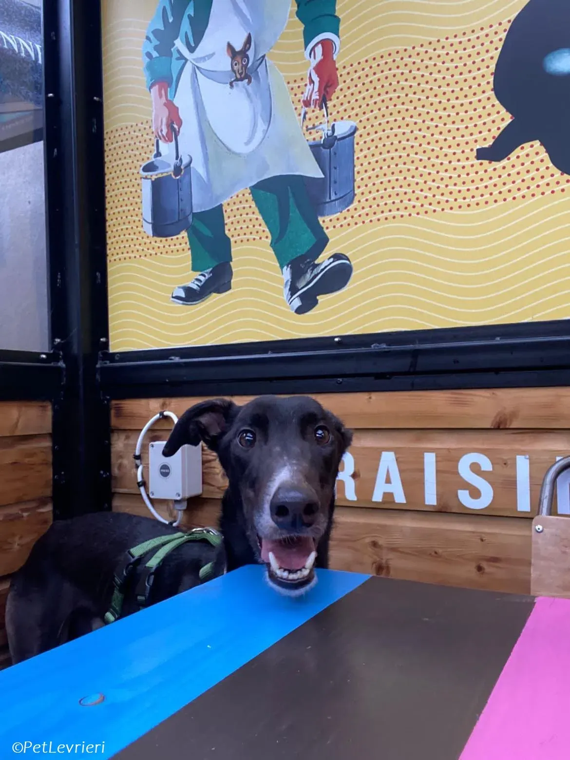 Tolstoy adozione levrieri greyhound 4