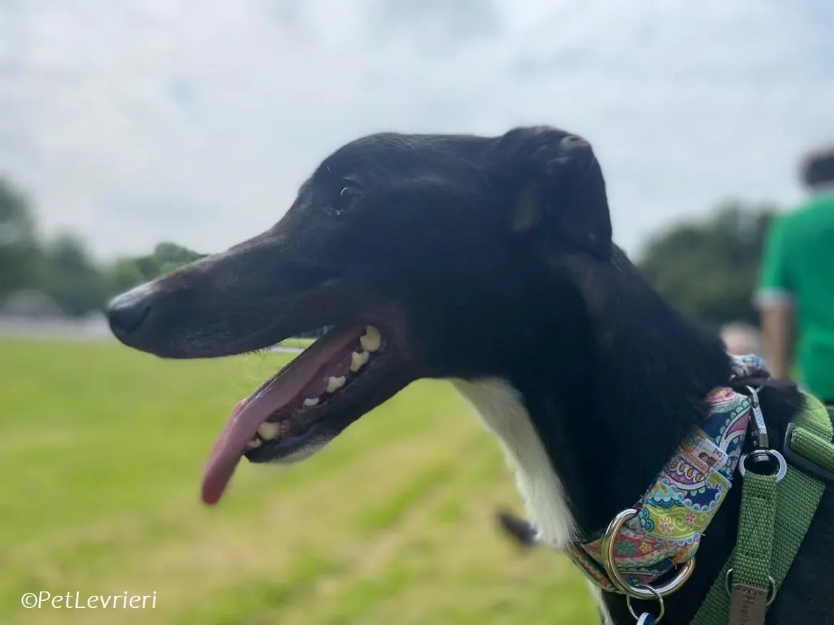 Tolstoy adozione levrieri greyhound 5