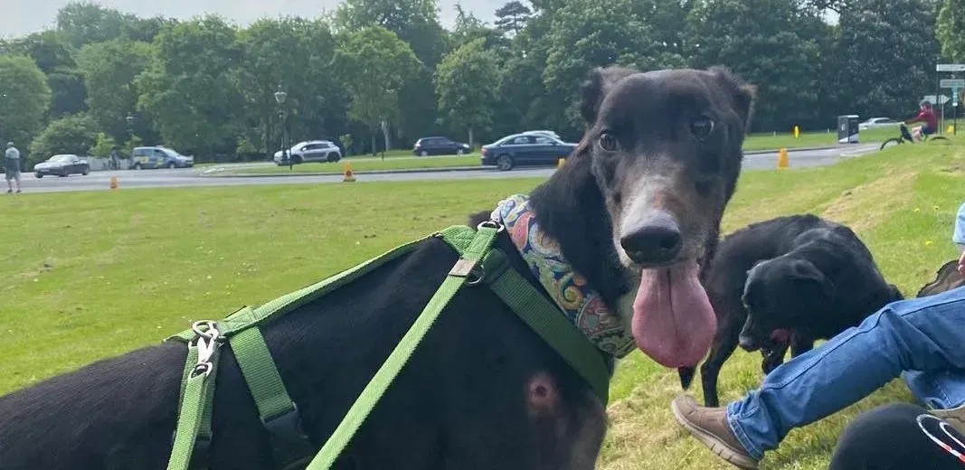 Tolstoy adozione levrieri greyhound 6 e1684855217786