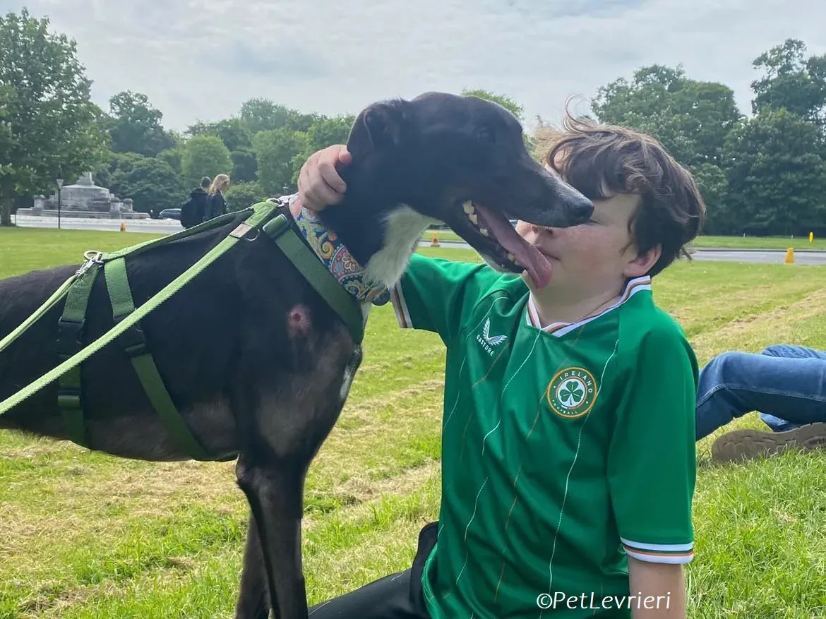 Tolstoy adozione levrieri greyhound 7