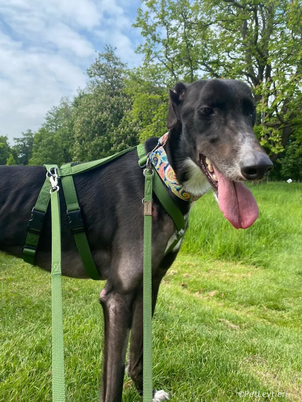 Tolstoy adozione levrieri greyhound 8