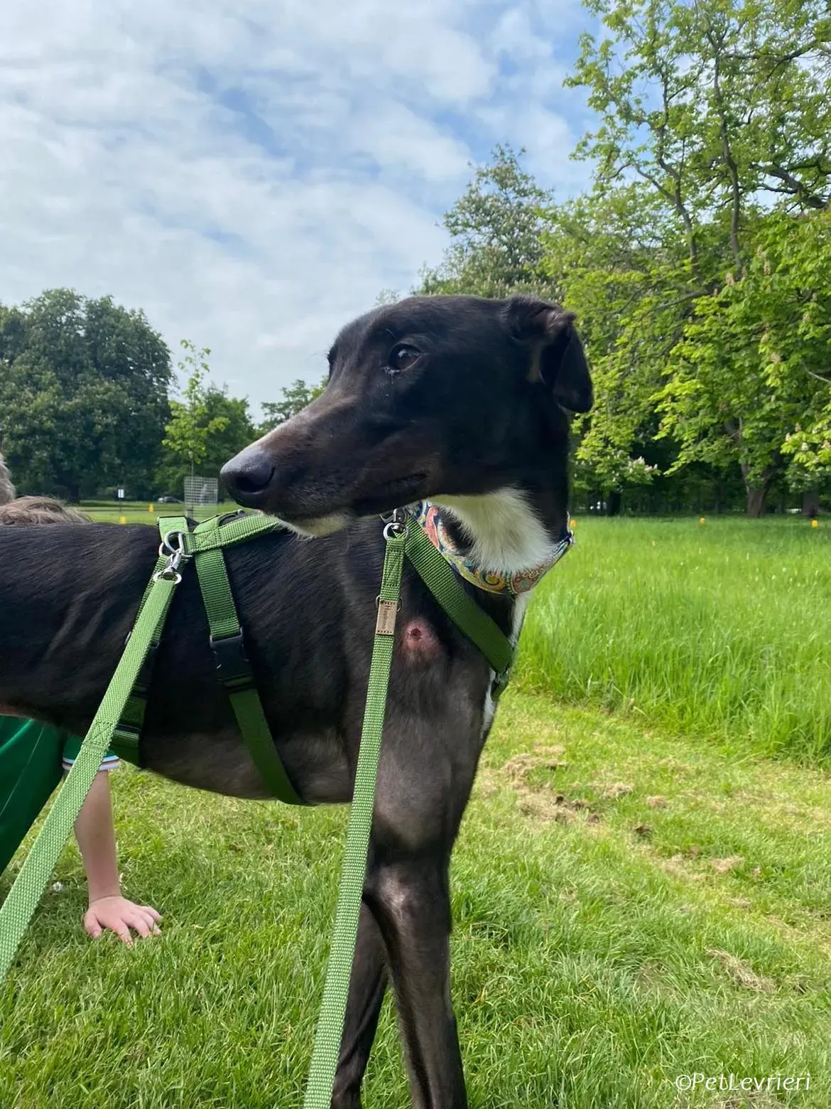 Tolstoy adozione levrieri greyhound 9