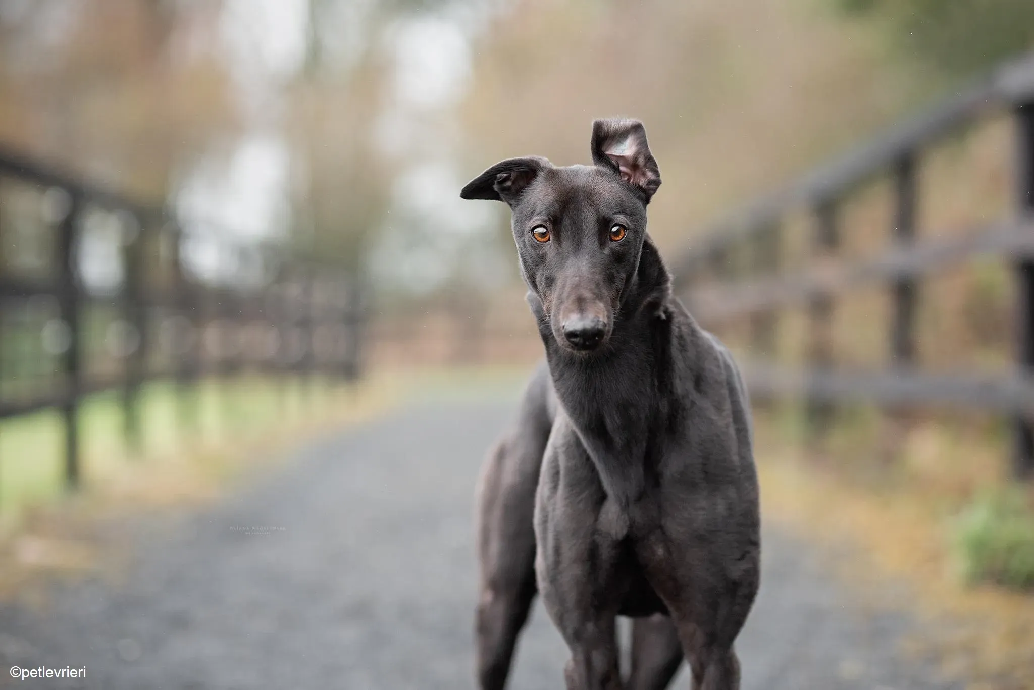 Tom adozione levrieri greyhound 2 1