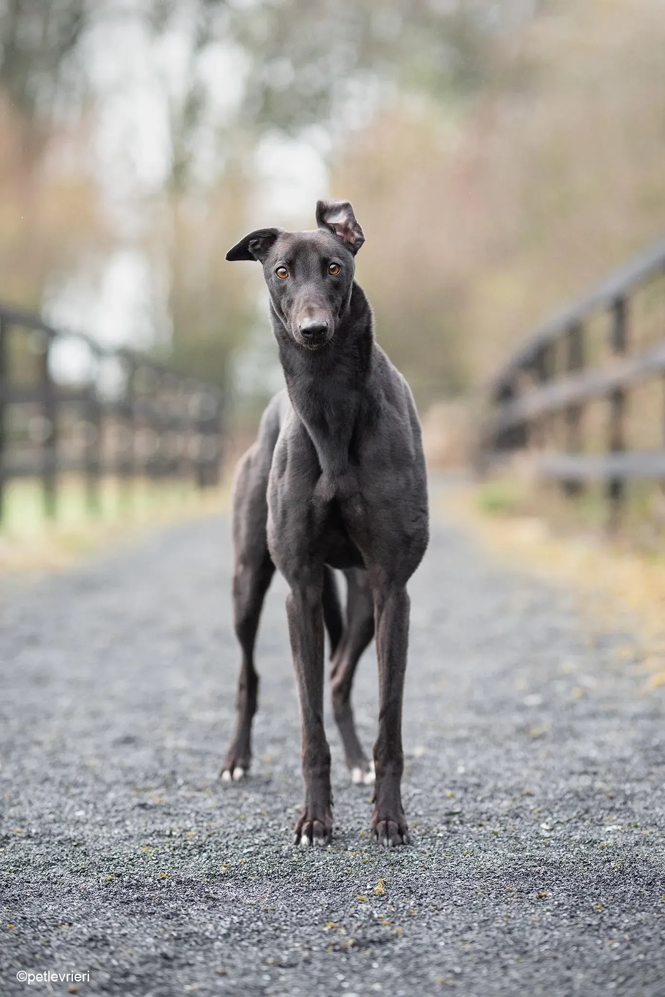 Tom adozione levrieri greyhound 3 1