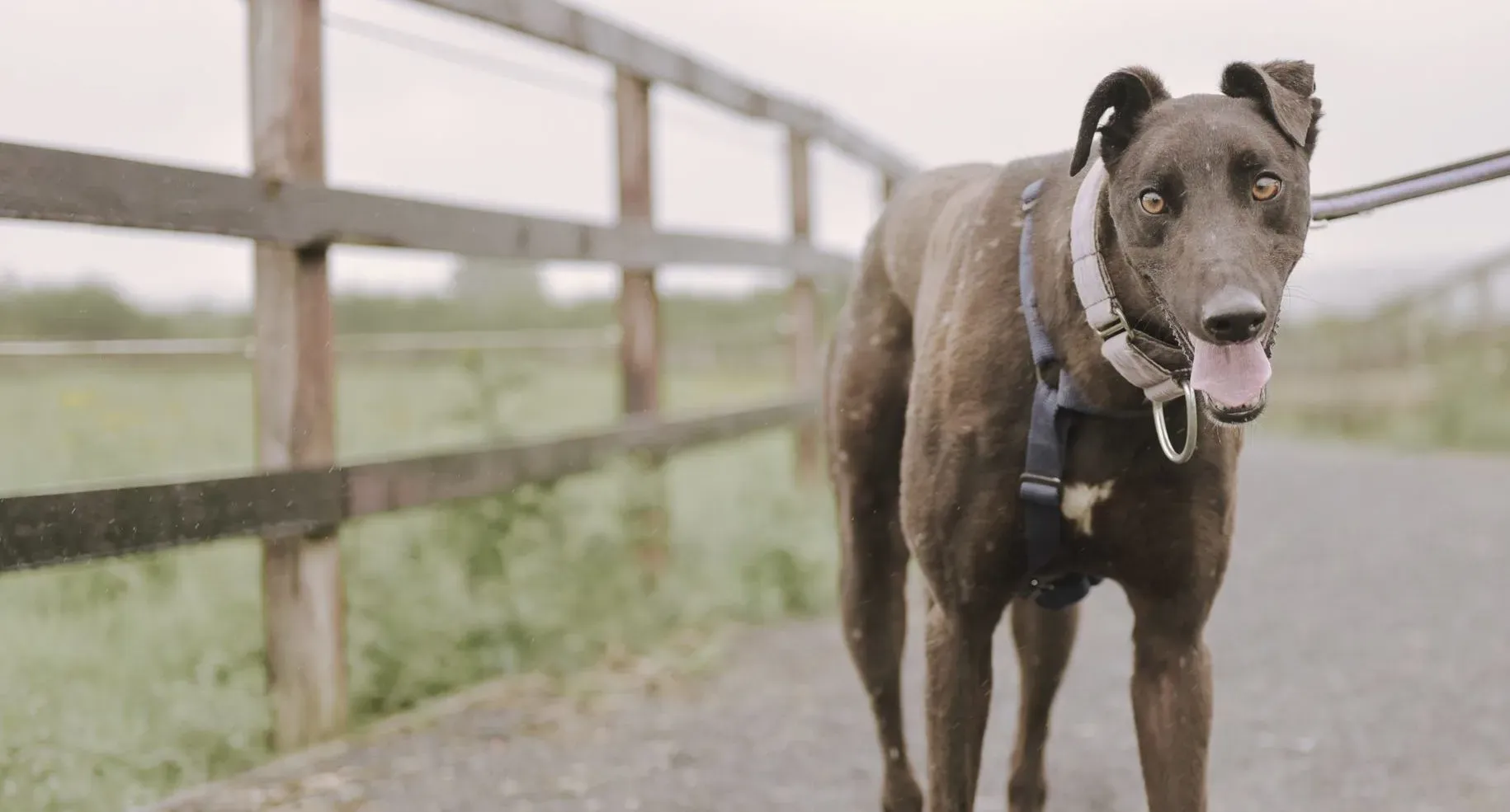 Tom adozione levrieri greyhound 5 scaled e1658692882869