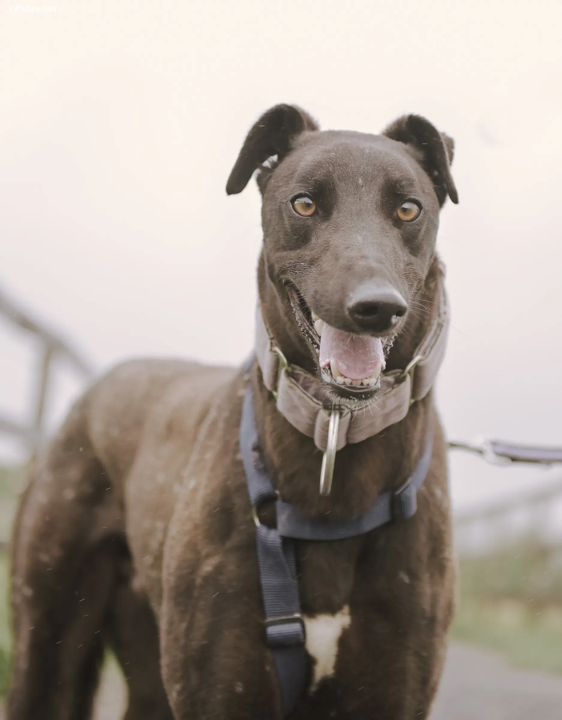 Tom adozione levrieri greyhound 6