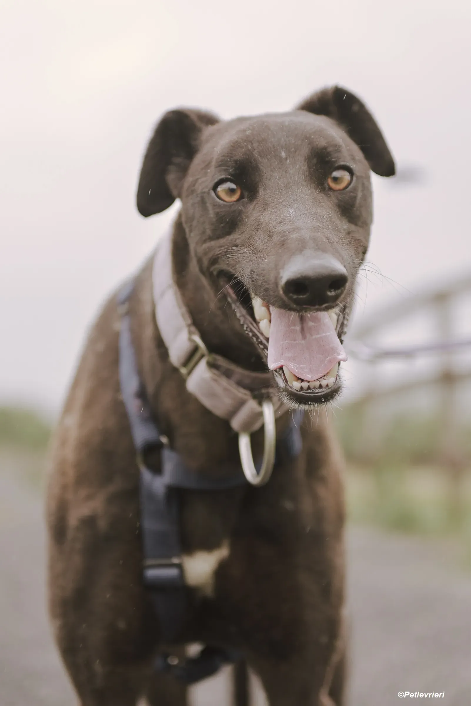 Tom adozione levrieri greyhound 8