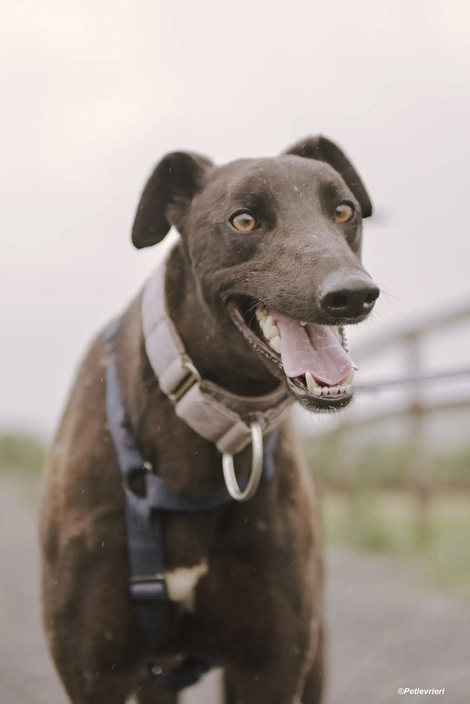 Tom adozione levrieri greyhound 9