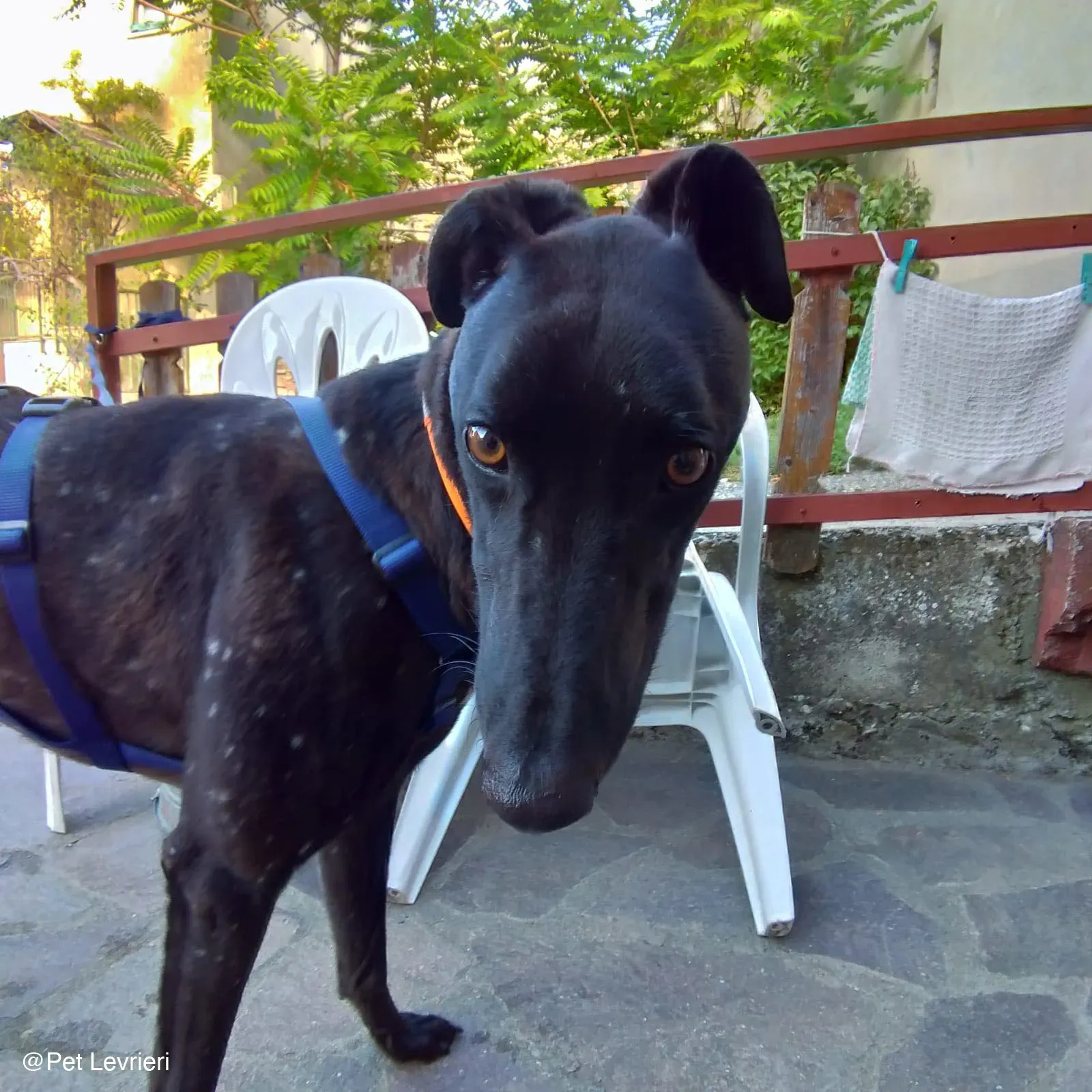 Tom adozione levrieri greyhound blackdog stardog 01