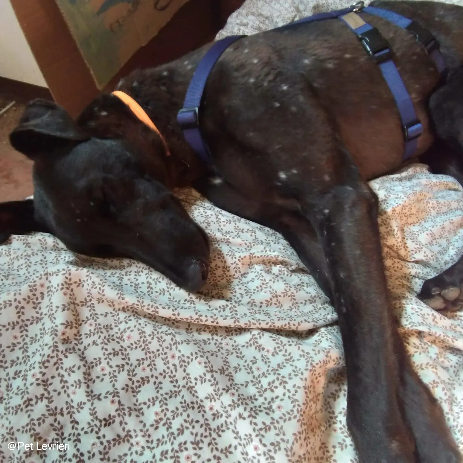 Tom adozione levrieri greyhound blackdog stardog 02