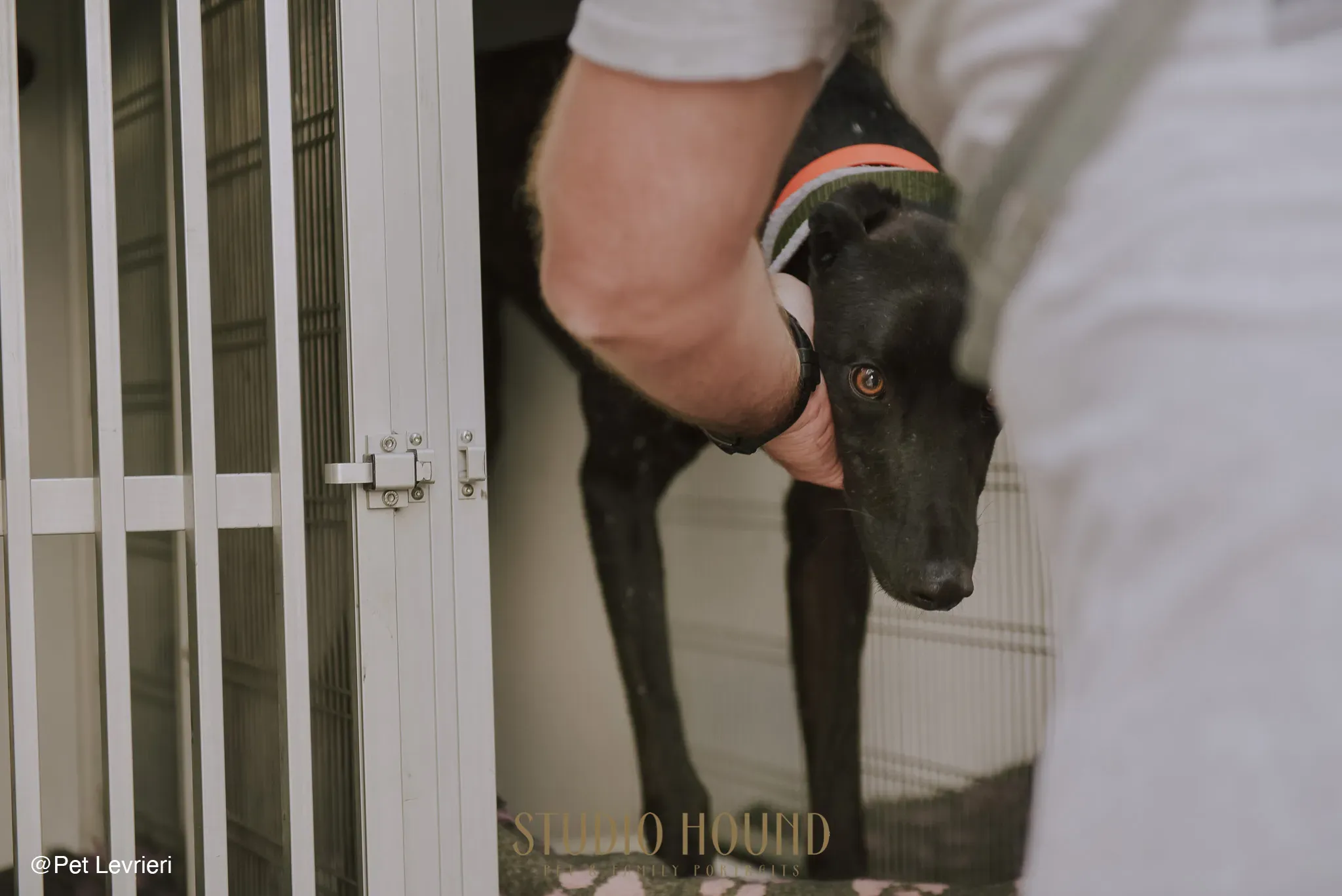 Tom adozione levrieri greyhound blackdog stardog 03