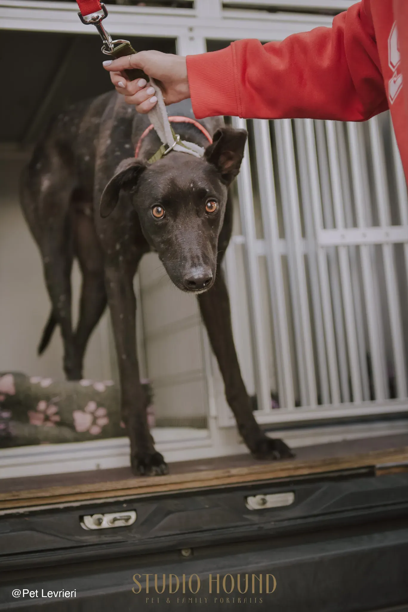 Tom adozione levrieri greyhound blackdog stardog 04