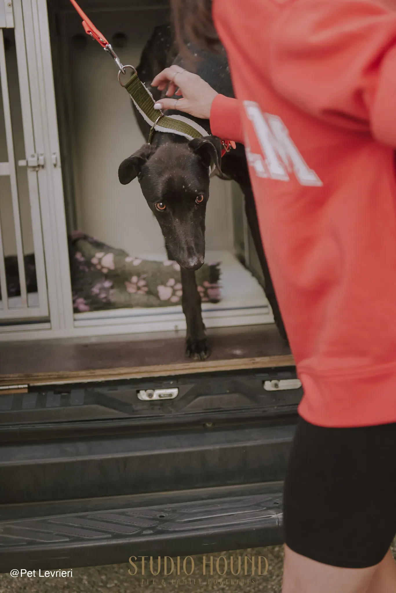 Tom adozione levrieri greyhound blackdog stardog 05