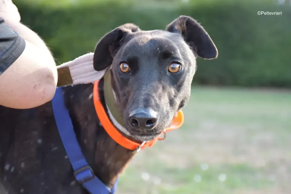 Tom adozione levrieri greyhound blackdog stardog 06