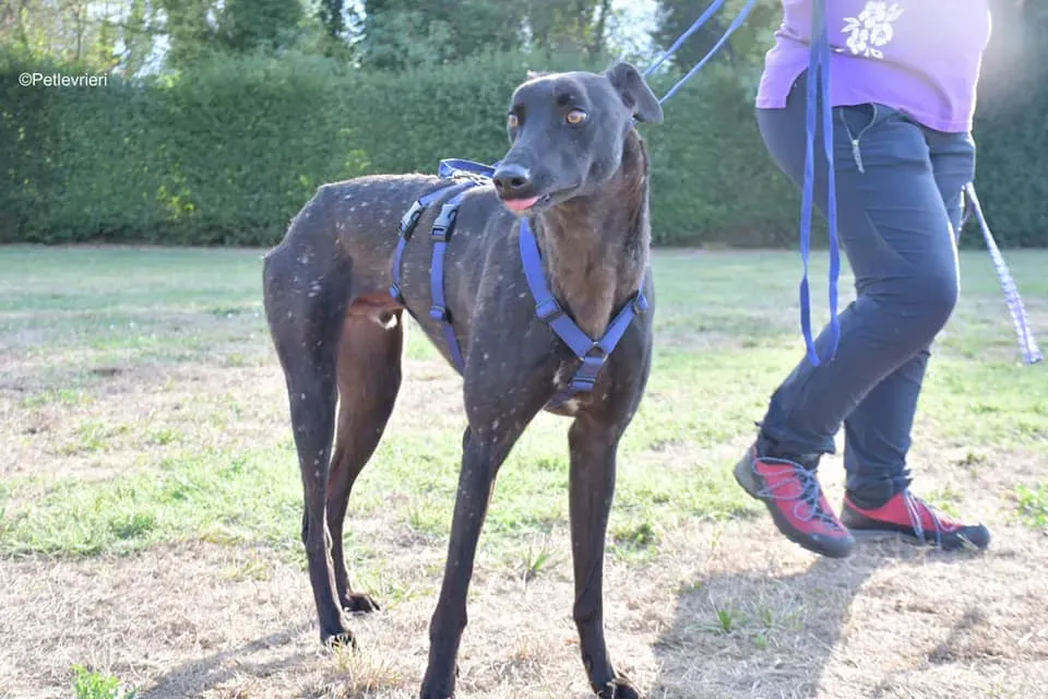 Tom adozione levrieri greyhound blackdog stardog 07
