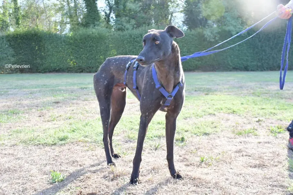 Tom adozione levrieri greyhound blackdog stardog 09