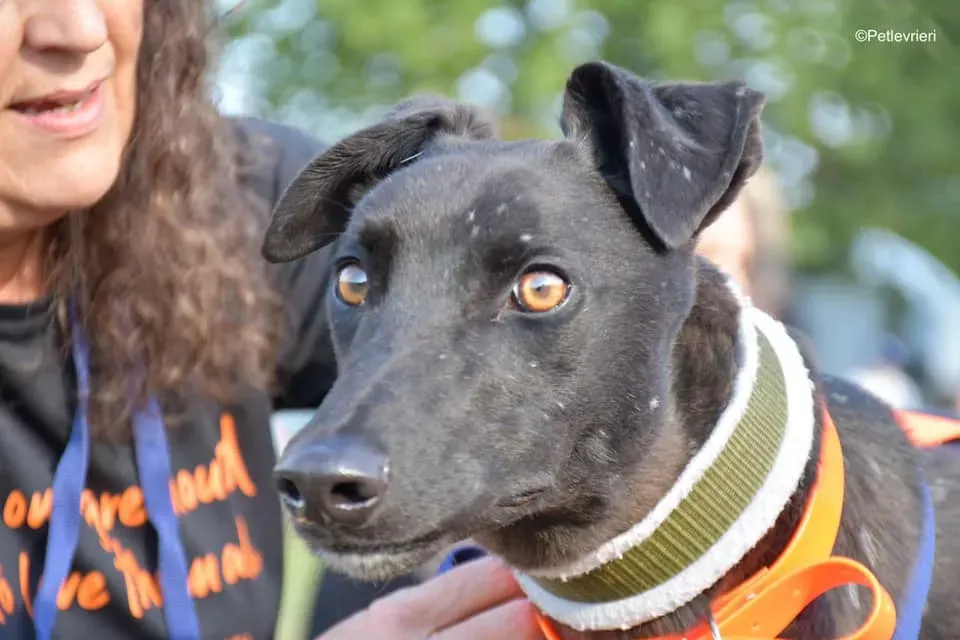 Tom adozione levrieri greyhound blackdog stardog 10