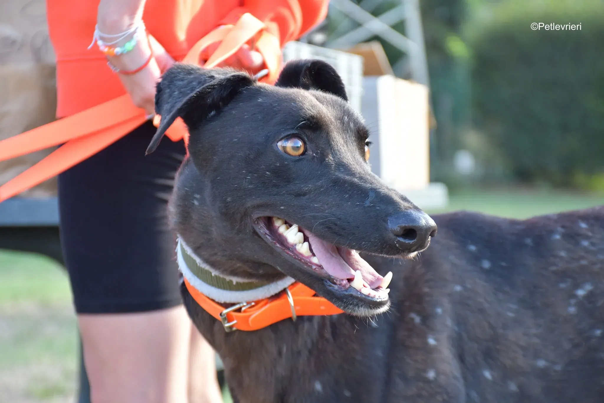 Tom adozione levrieri greyhound blackdog stardog 11