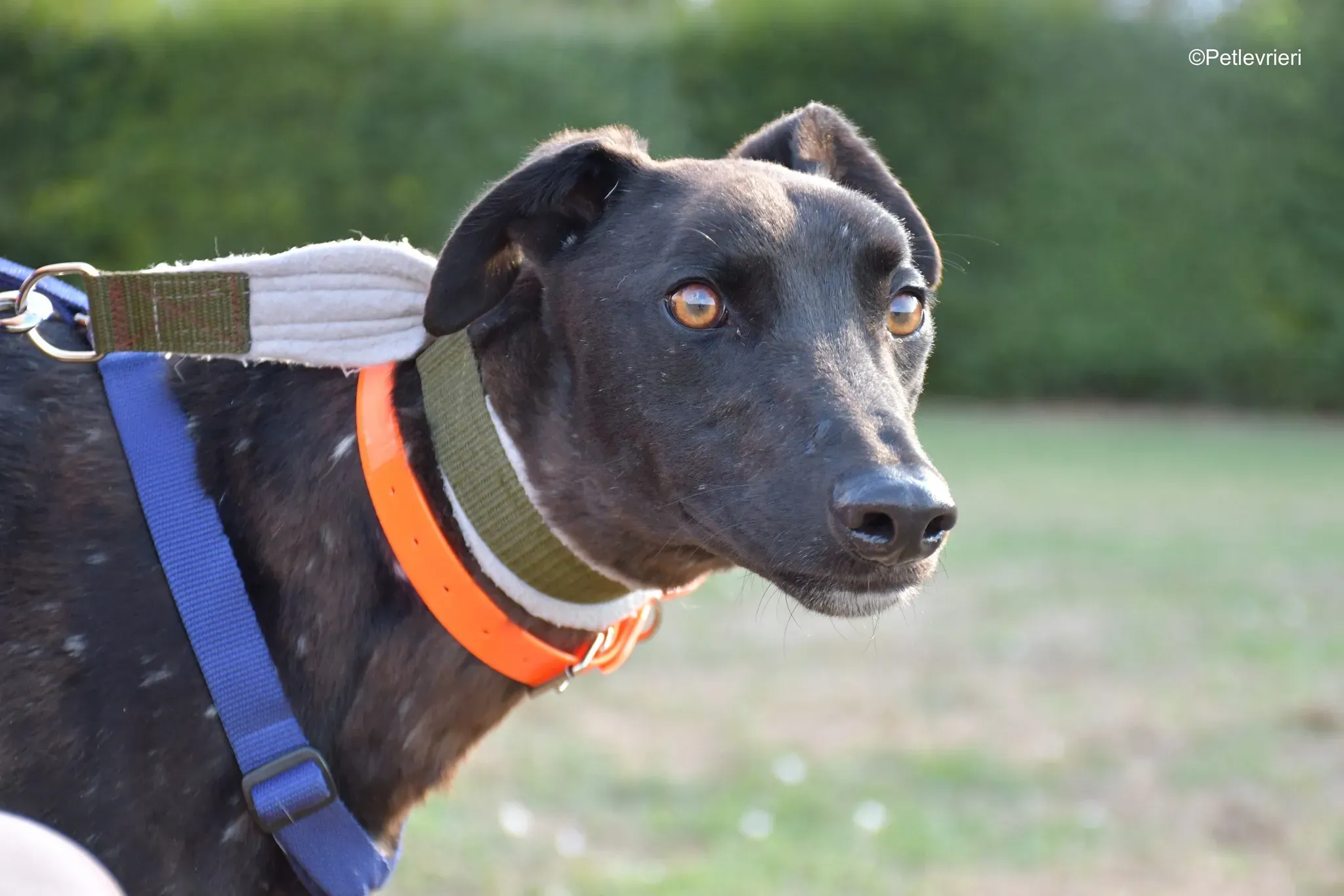 Tom adozione levrieri greyhound blackdog stardog 12