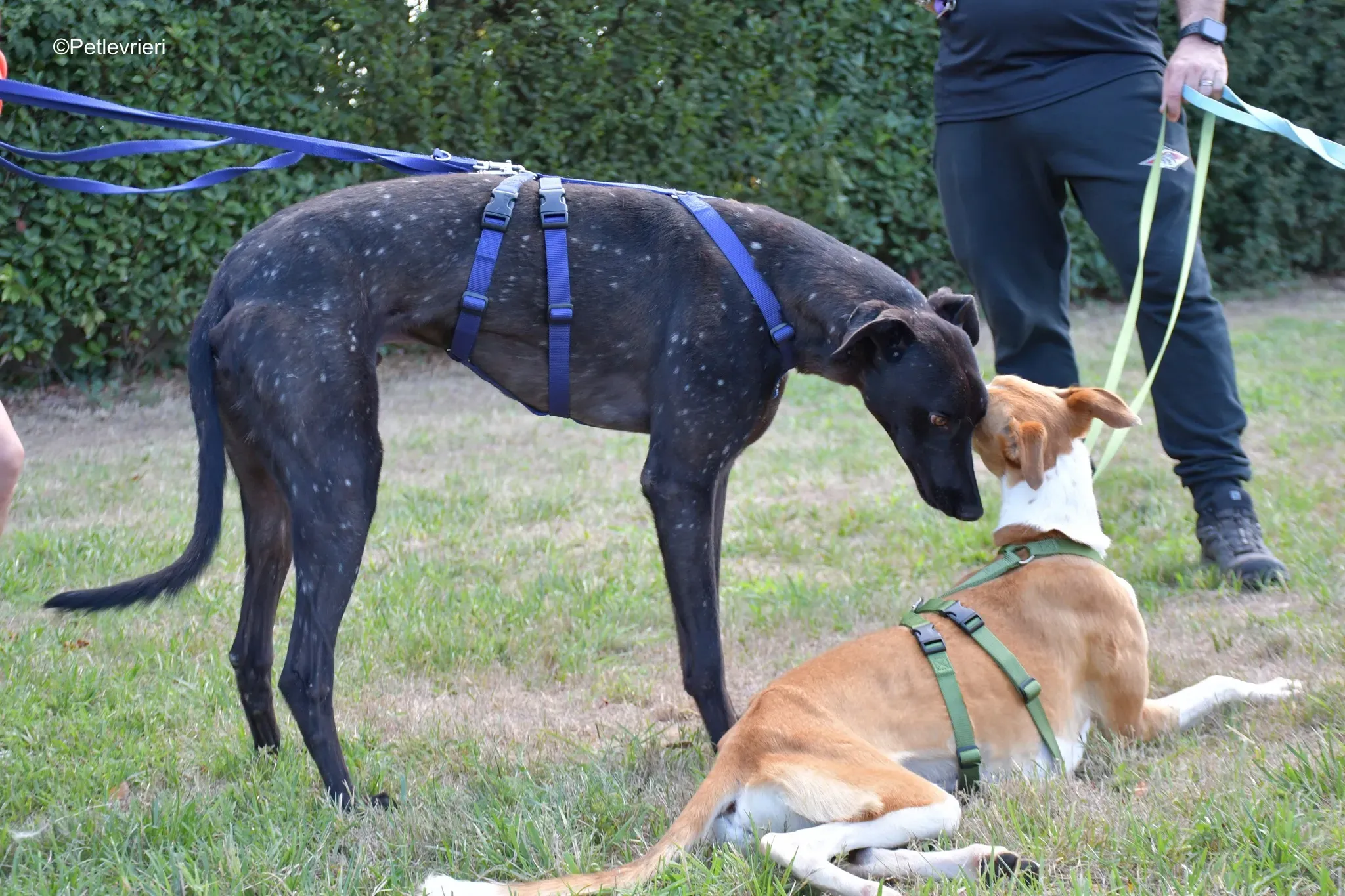Tom adozione levrieri greyhound blackdog stardog 13